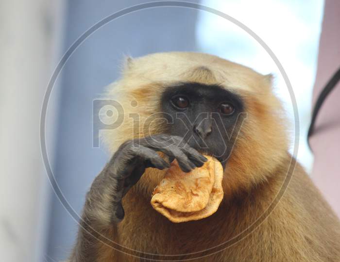 ape eating food close up