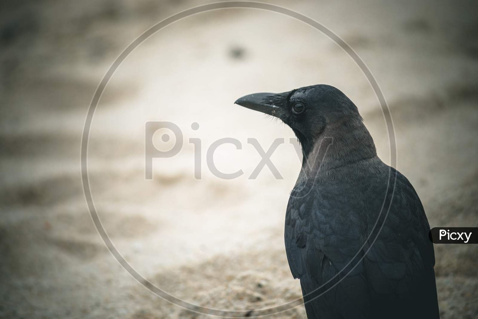 A Black Crow Perched On A Sandy Beach.
