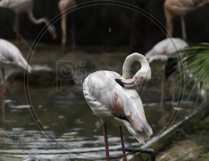 Greater Flamingo Long Neck Beak Cleans His Feathers In Birds Park, Hambantota.