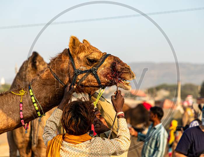 Camel And His Owner At Pushkar Camel Festival.