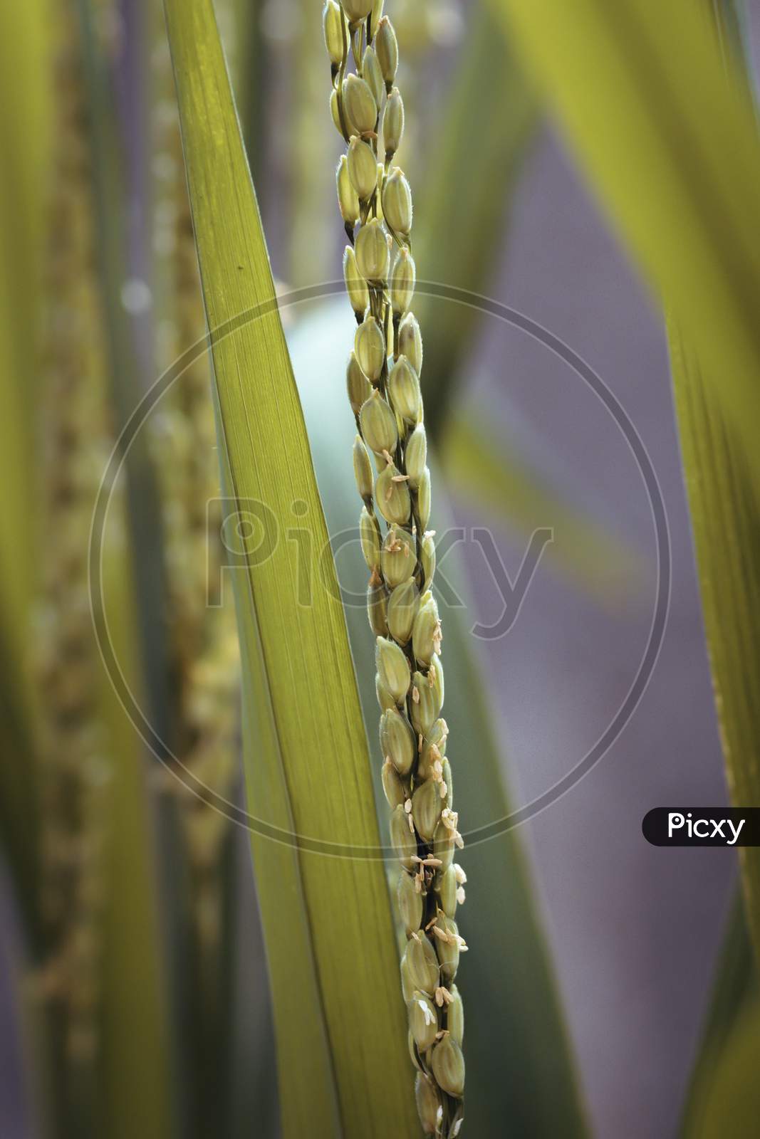 Rice Plant Ready For The Harvest Macro Close Up Photograph