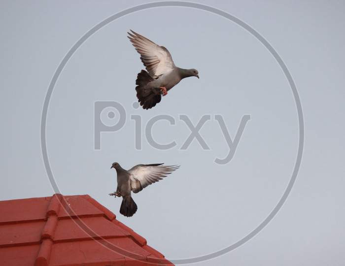 pigeons flying in the air