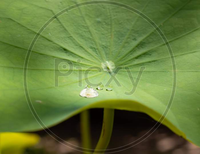 Few Water Drops On Lotus Leaf Morning Sun Light
