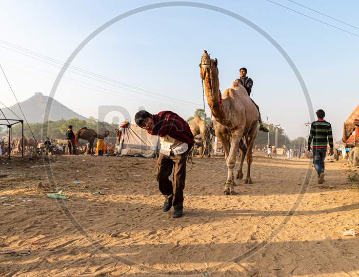A Man And A Camel At Pushkar Came Festival.