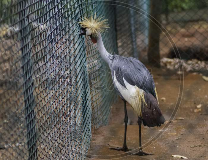 Grey Crowned Crane Close To The Fence Watching Outside In Birds Park, Hambantota