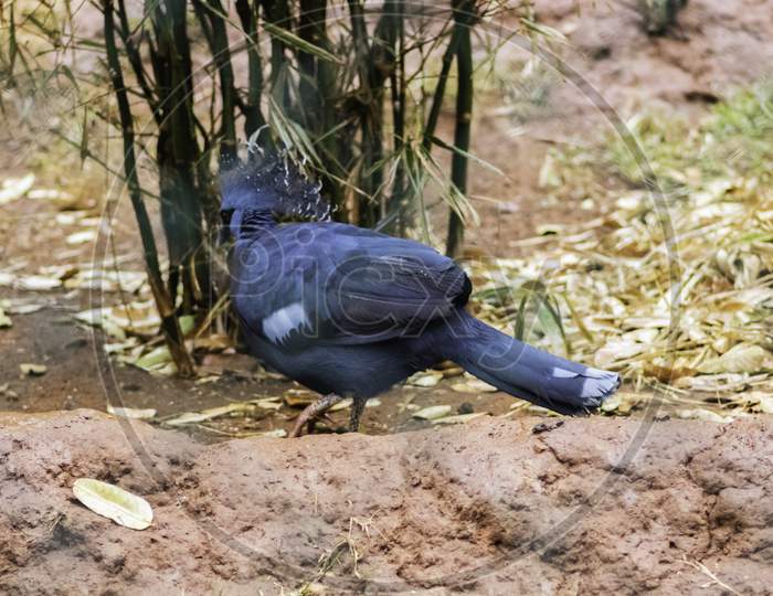 Blue Victoria Crowned Pigeon On The Ground