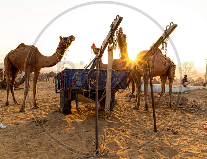 A Camel And Sunrise At Pushkar Camel Festival.