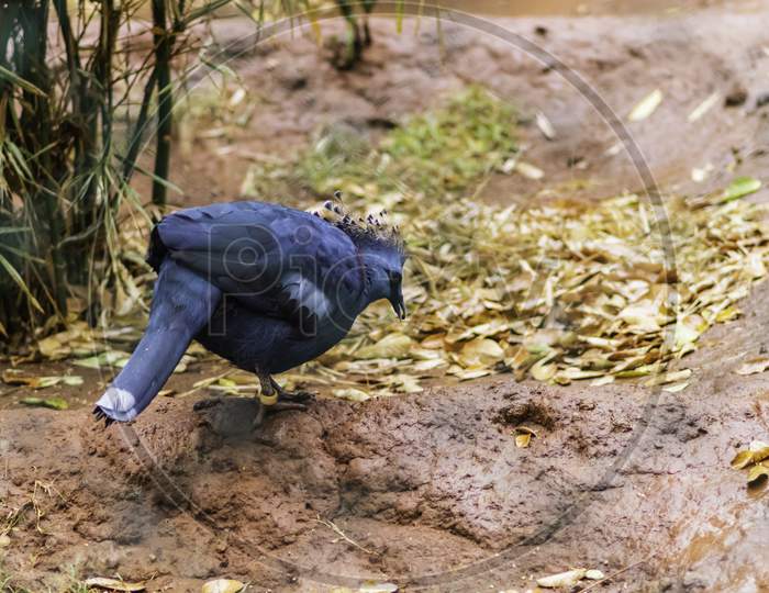 Blue Victoria Crowned Pigeon On The Ground Searching For Food