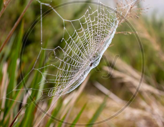 Spider Web, Horton Plains