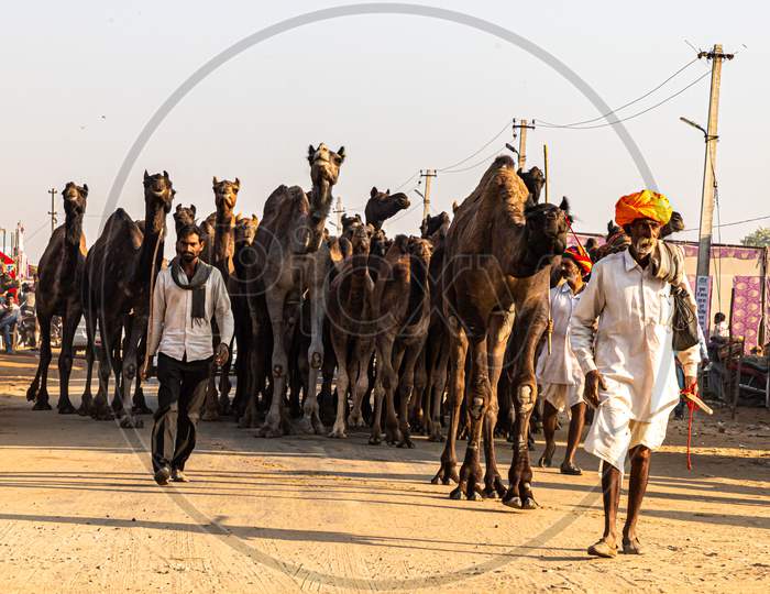 Herd Of Camels Arrive At Pushkar Camel Festival.