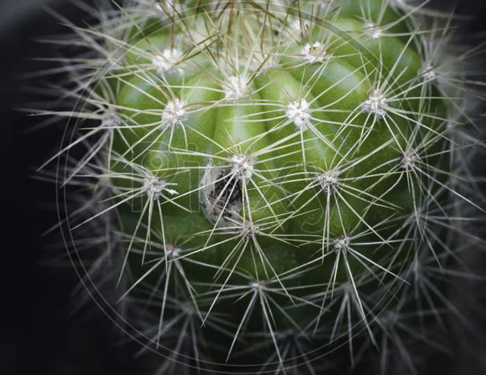 Green Cactus Plant And Its Sharp Needles Close Up Micro Photograph