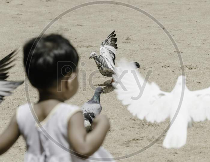 Small Kid Playing With Pigeons In A Park
