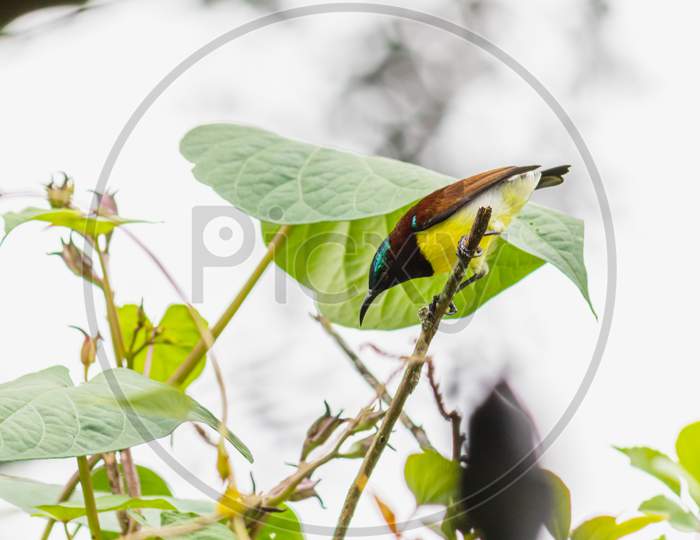 Common Visitor In Residential Areas, Leptocoma Minima As Know As Crimson-Backed Sunbird