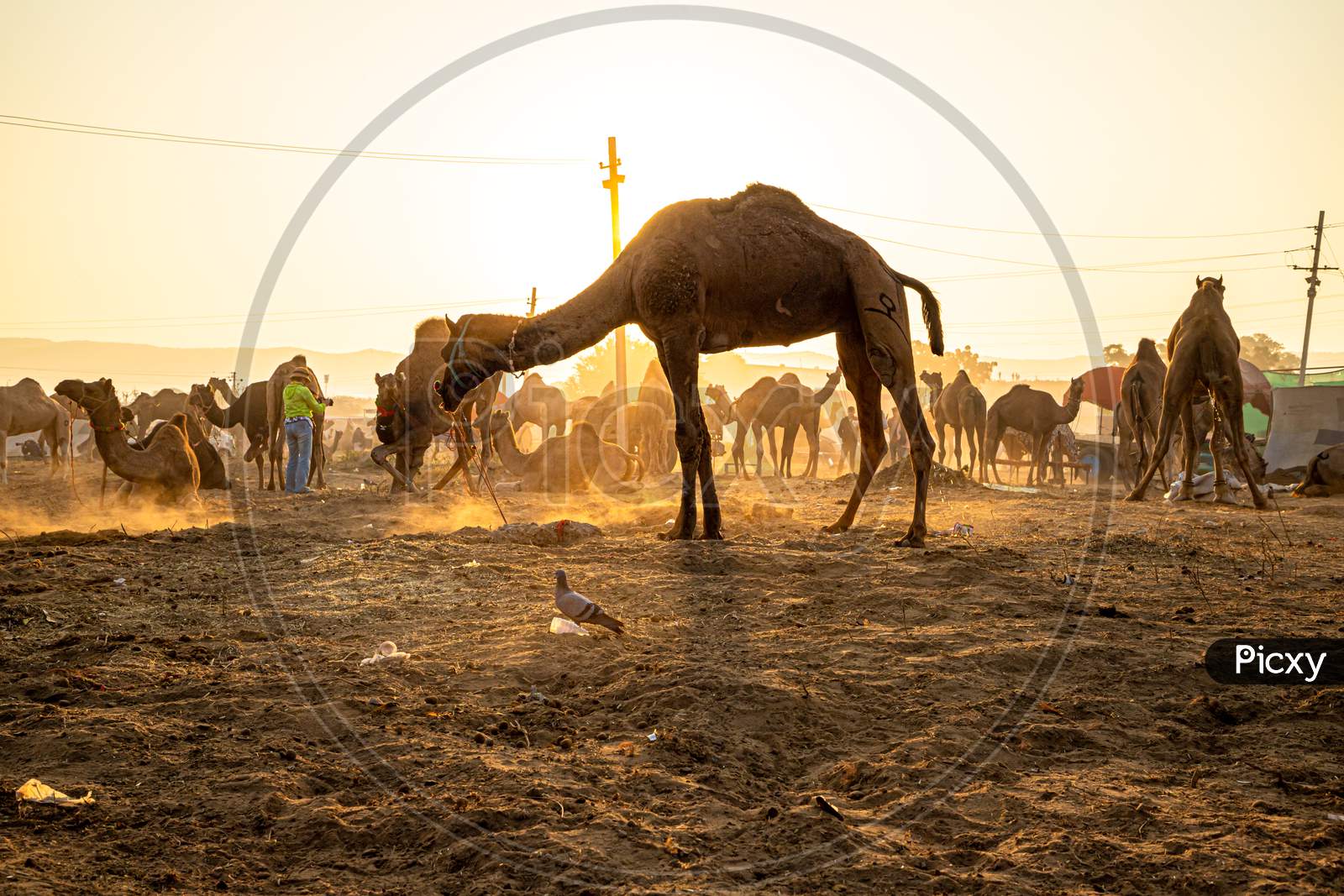 A Camel Herd And Golden Sunrays At Pushkar Camel Festival.