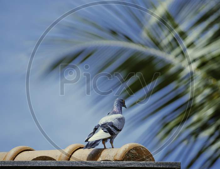 Colorful Pigeon Sitting On Rooftop Facing Against Blue Sky