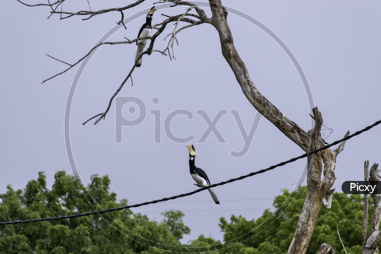 Great Hornbill Bird On A Telephone Cable About To Jump To Branch
