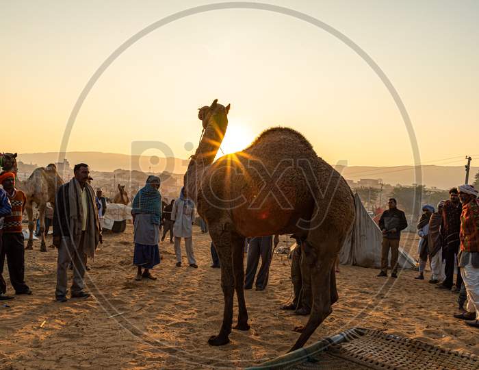 A Camel And Sunrise At Pushkar Camel Festival.