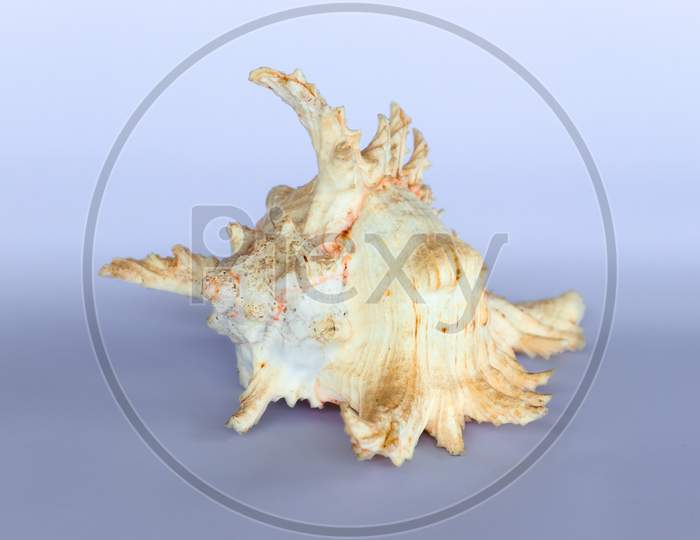 Ramose Murex Shell Front View On A Neutral Background
