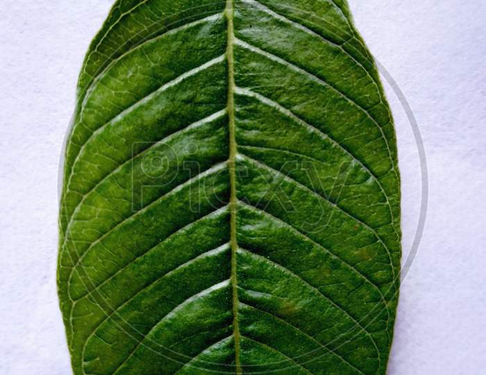 Front view of a guava leaf