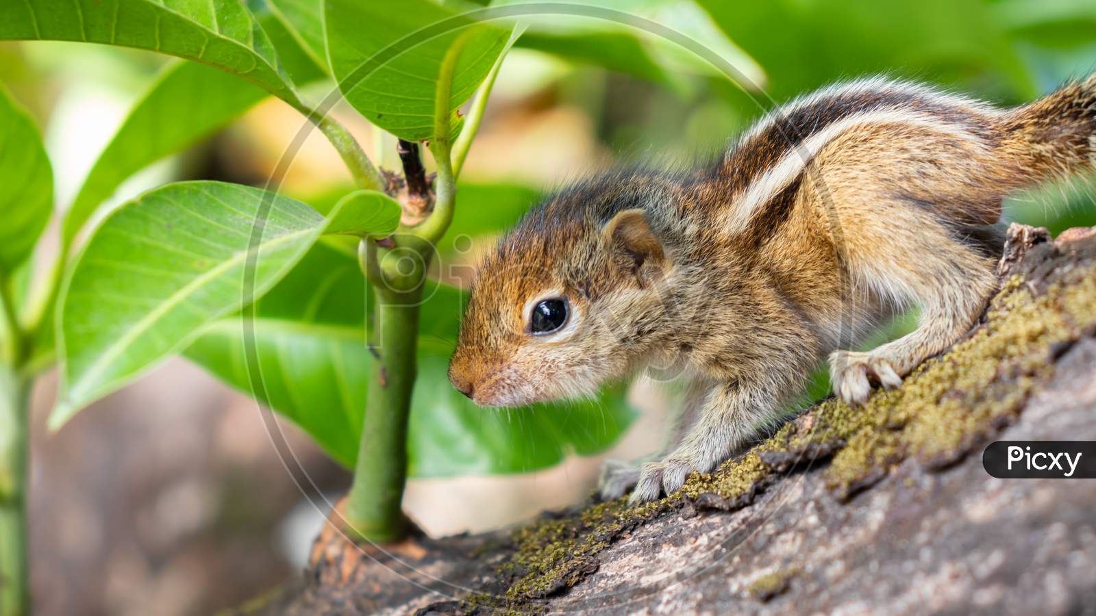Hungry Little Baby Squirrel Looking Afraid