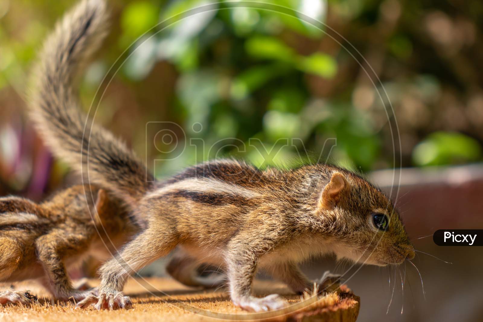 Hungry Little Baby Squirrels Looking Out For Their Mother