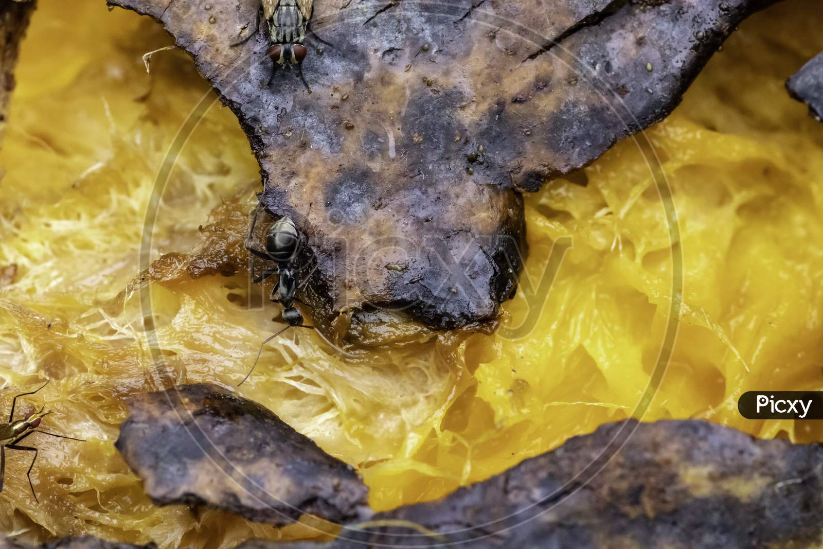 Image of Black Ant Eats A Rotten Mango Macro Closeup-WE163162-Picxy
