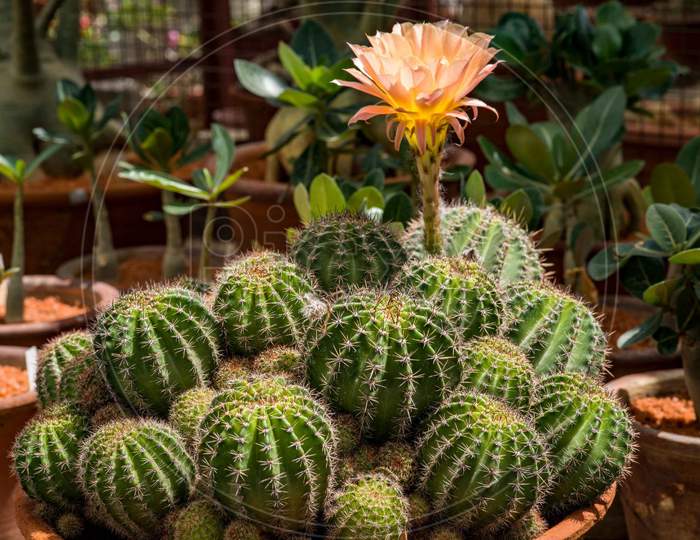 Cactus with orange Flower