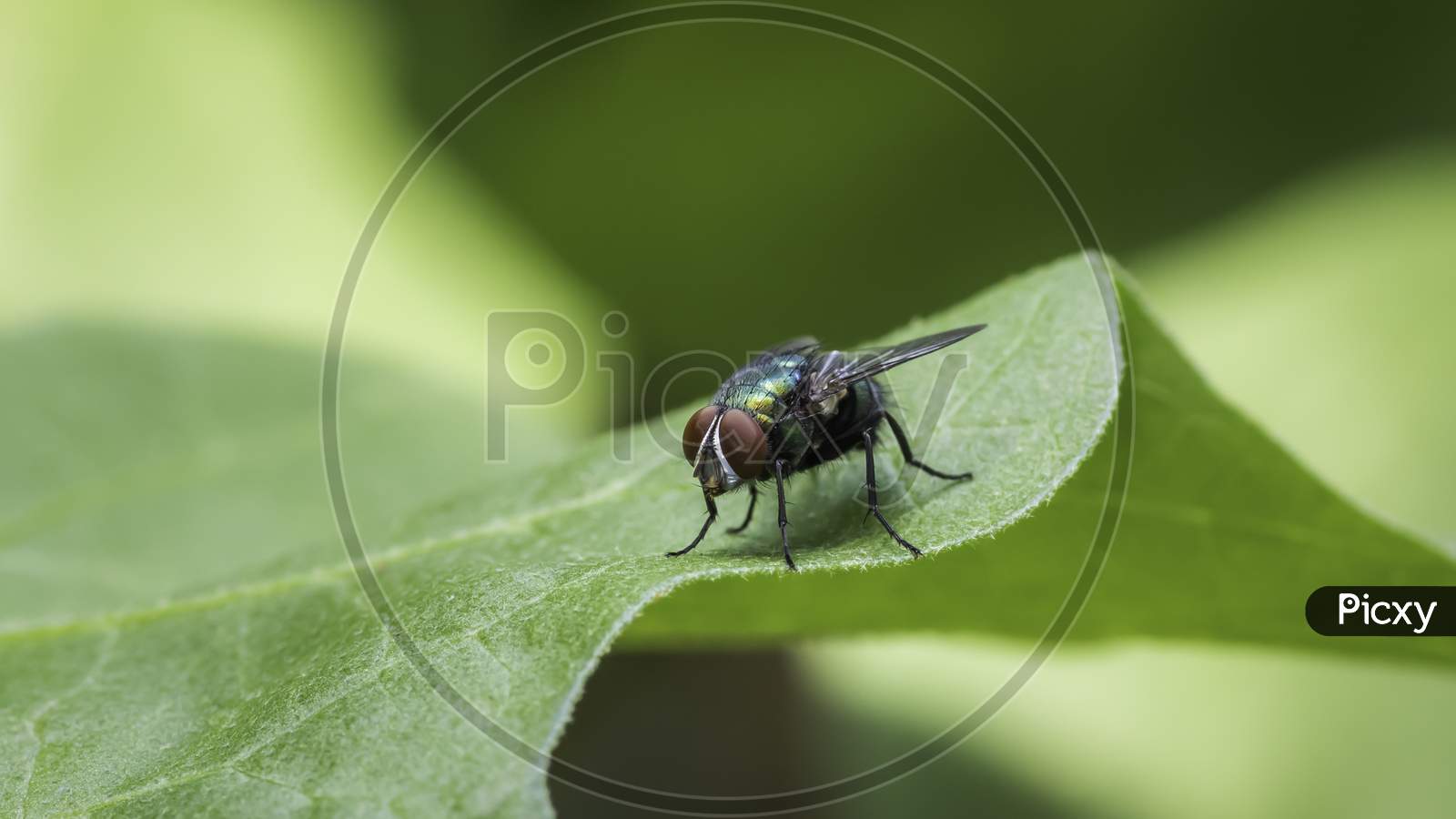 Green Bottle Fly On A Leaf Macro Photograph