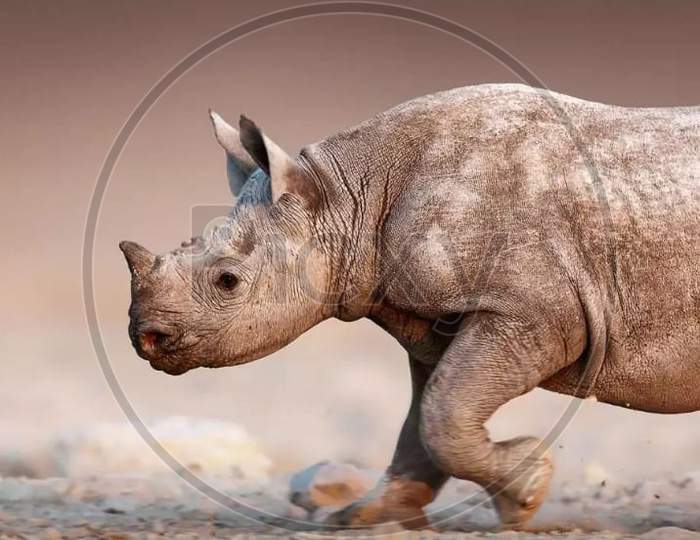 Indian Rhinos short Horn