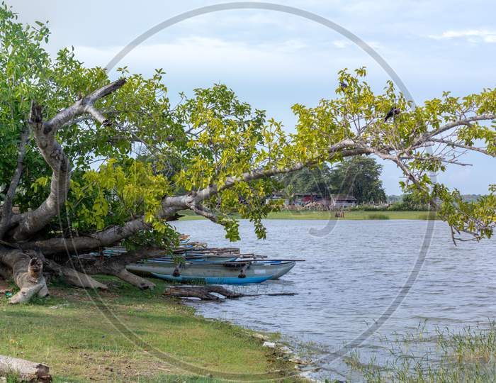 Panoramic View Of Beautiful Lake Shore And Tree In Hambantota, Sunny Summer Day Under The Clear Blue Skies Greenery Landscape.