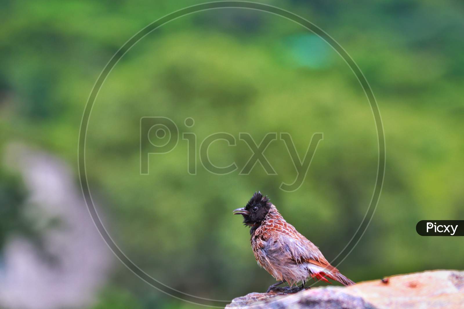 Bird sitting on a mountain cliff