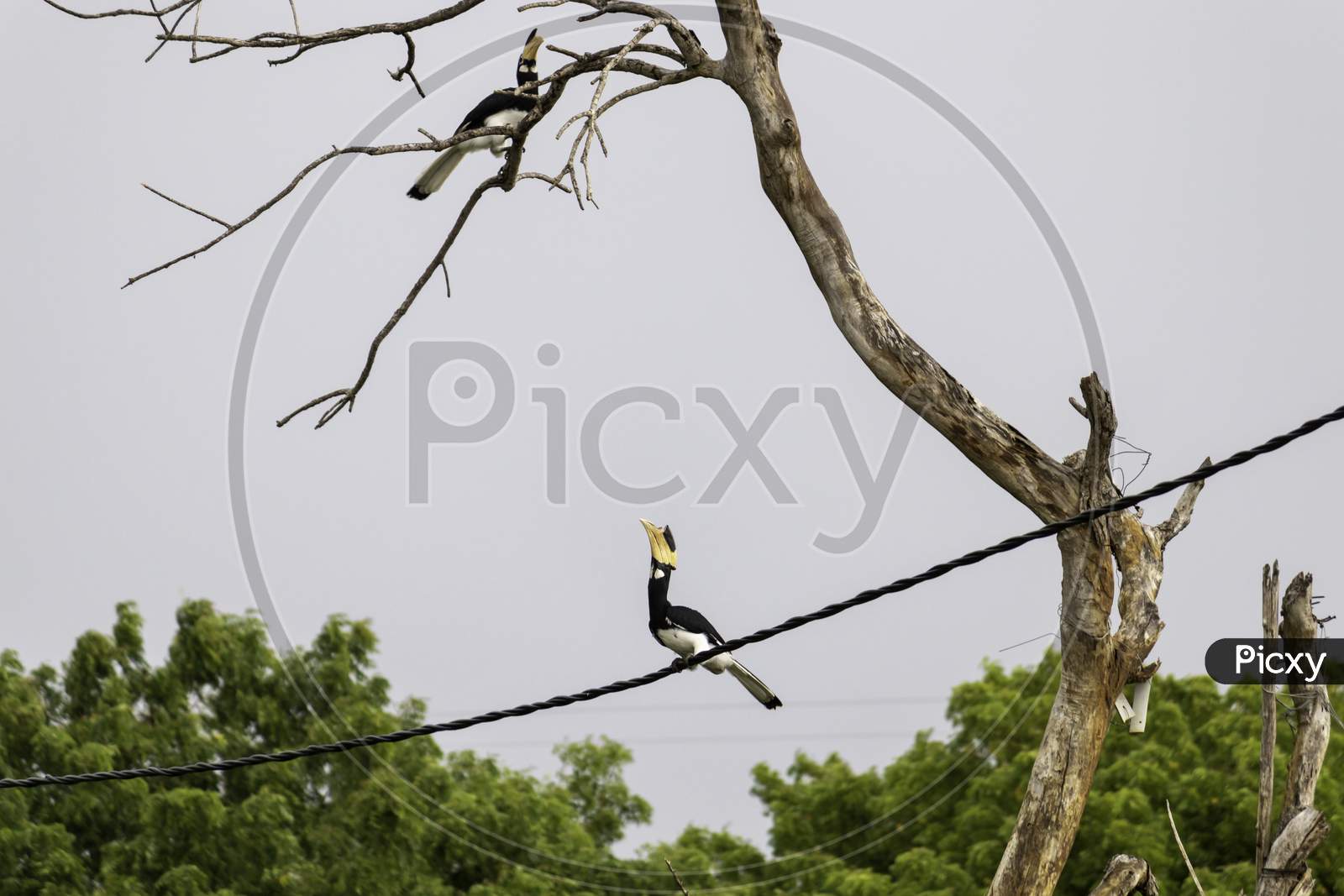 Great Hornbill Bird On A Cable About To Jump