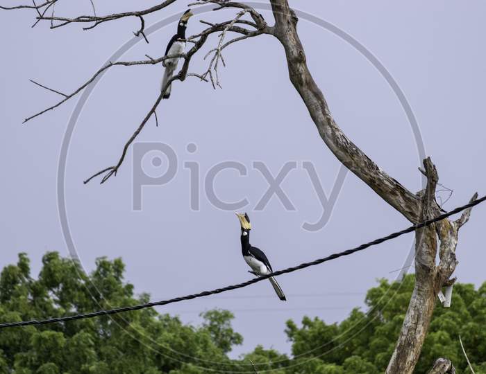 Great Hornbill Bird On A Telephone Cable About To Jump To Branch