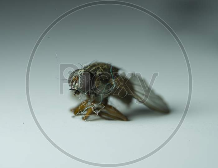 Indian Housefly