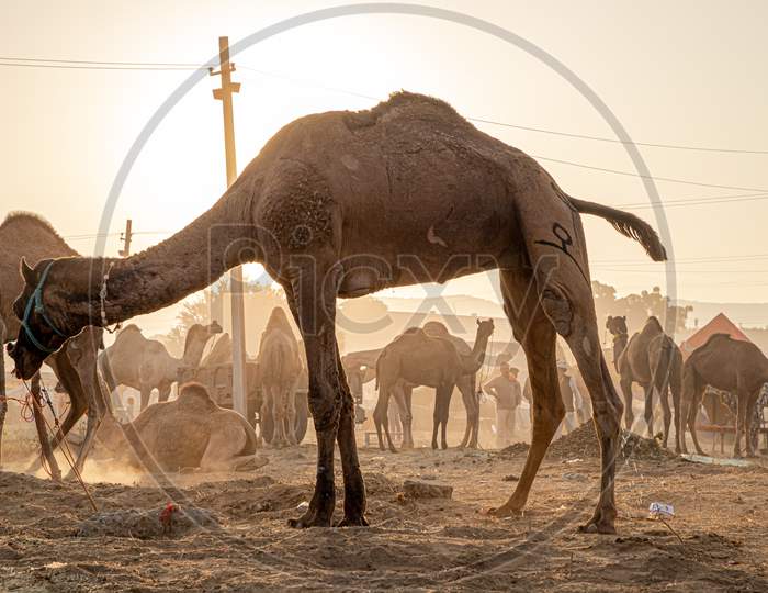 A Camel Herd And Golden Light Of Sun At Pushkar Camel Festival.
