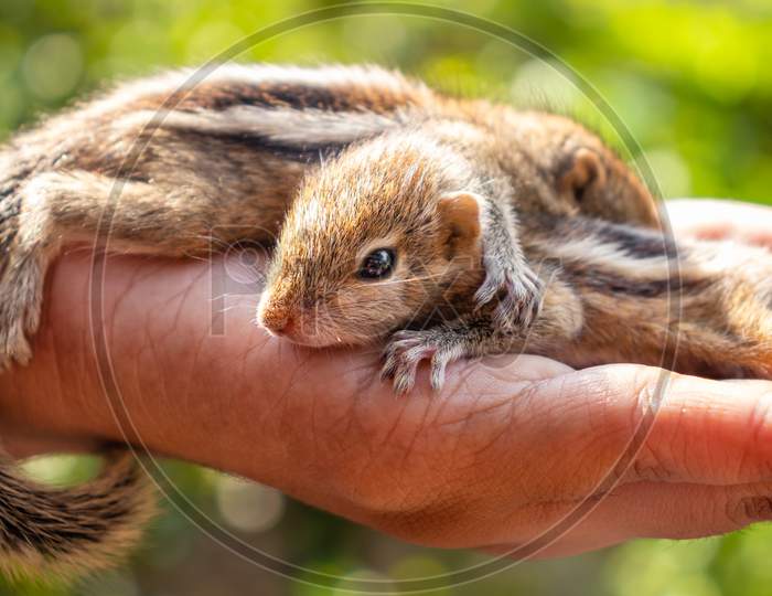 Cute Small Baby Squirrels Resting On Girls Hand