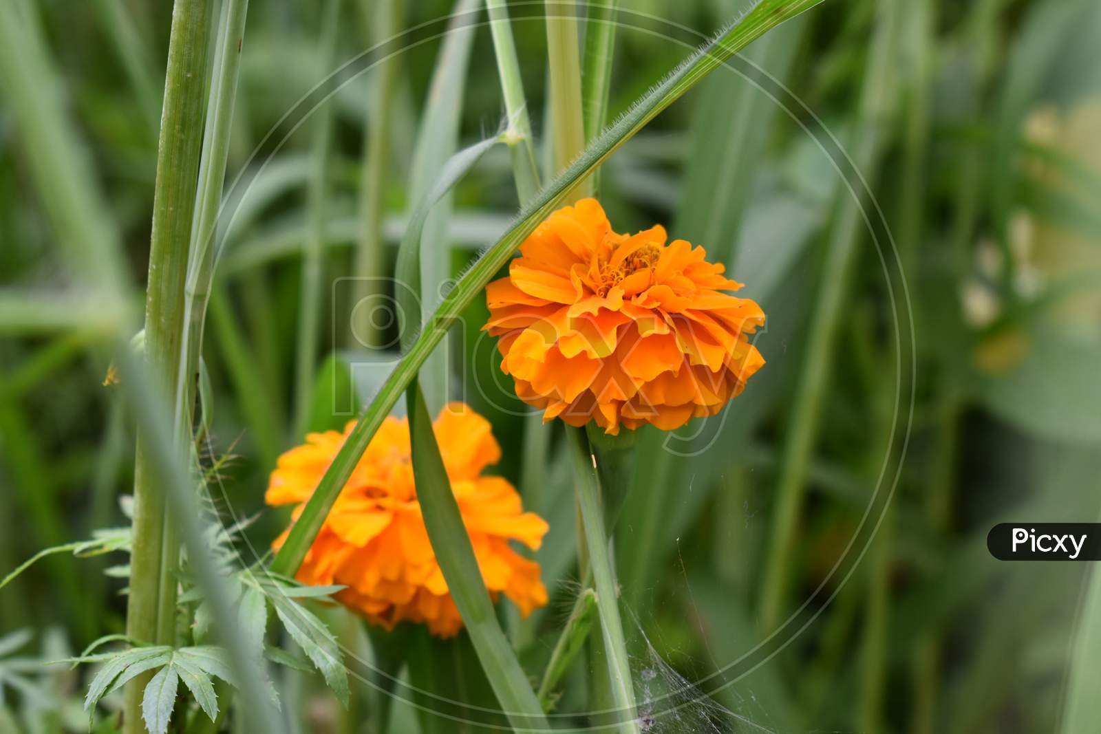 Orange color Marigold flower in field