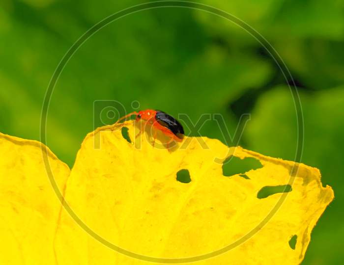Insect,leaf beetle ,close-up macro-lens photography
