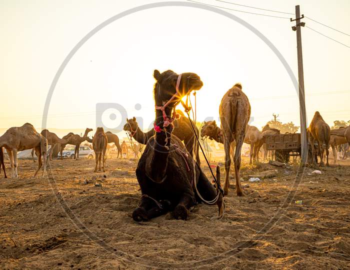 Silhouette Of Camel And Sunrise At Pushkar Camel Festival.