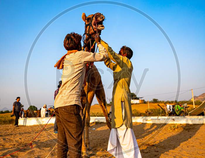 Owner Controlling His Camel At Pushkar Camel Festival.