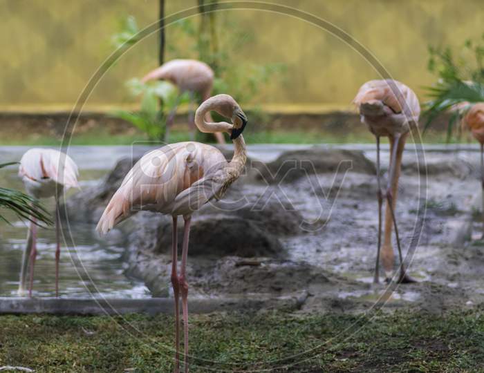 Flock Of Greater Flamingo Birds Near Pond Resting And Searching Food In Water