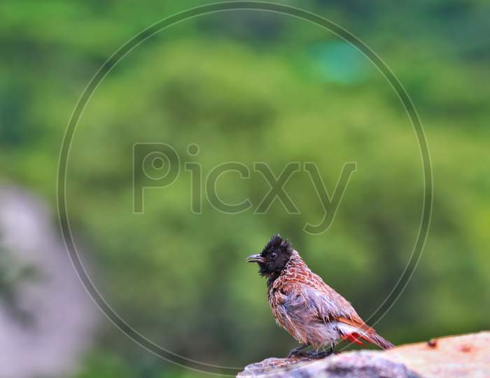 Bird sitting on a mountain cliff