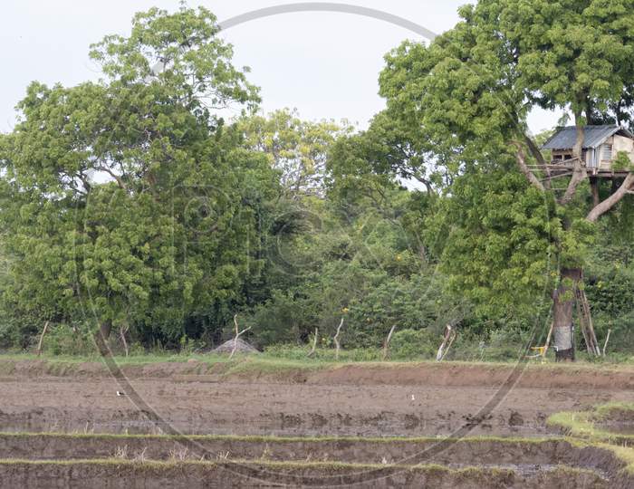 Tree House Near Paddy Field To Protect Crops From Animals Rural Village Landscape.
