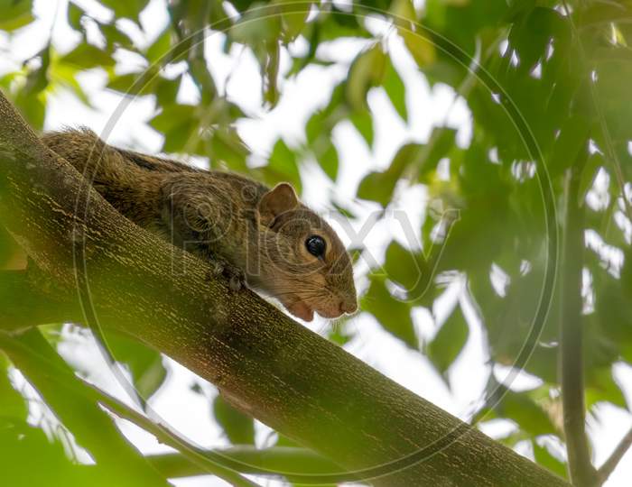 Squirrel On A Tree Branch In The Shade Looking Down