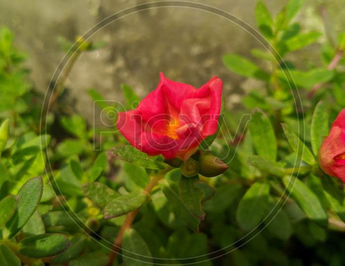 Flowering  🌹  red rose