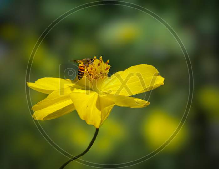The fly and flower