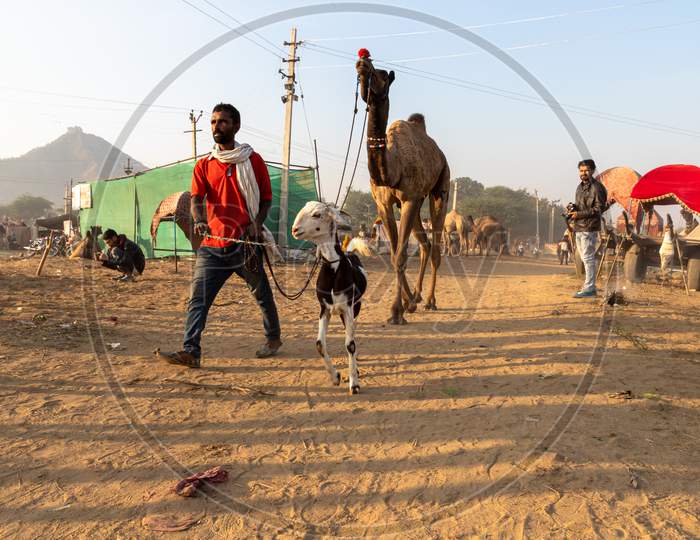 A Man With His Camel And Goat At Pushkar Camel Festival.