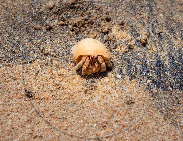 Hermit Crab On A Sandy Beach In Galle