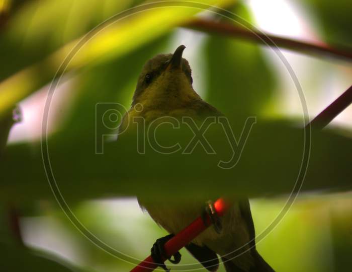 Olive-backed sunbird (Cinnyris jugularis)