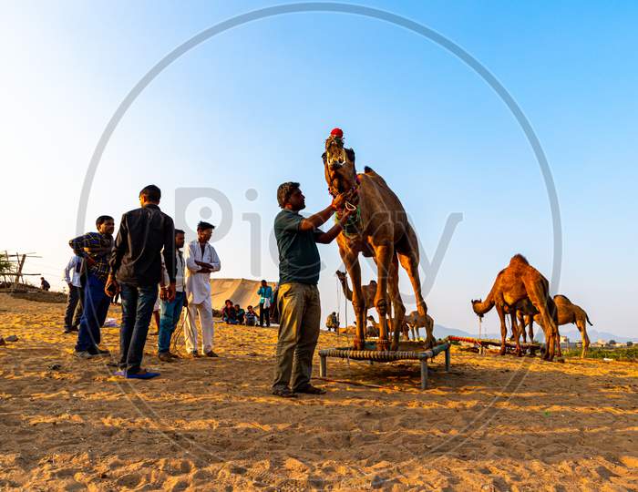 Owner Controling His Camel At Pushkar Camel Festival
